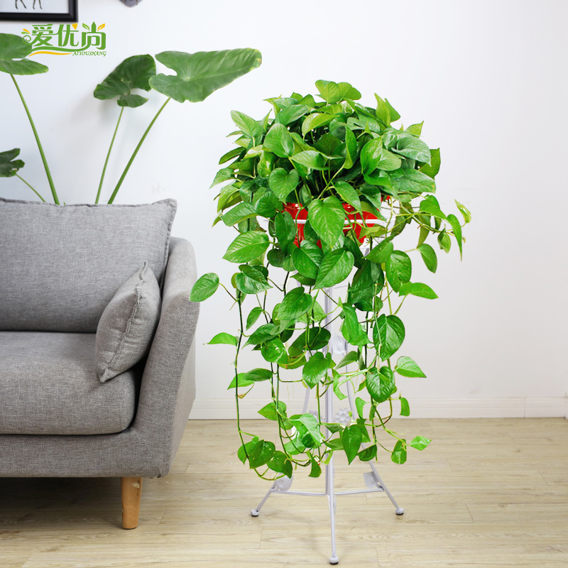 Still excellent Hanging Scindapsus Potted plant bonsai indoor A new house Absorb formaldehyde Clean air green Plants flowersin the Flower delivery/Flowers simulation/Plants gardening , Flowers/Potted plants (New) , Plants category - from Buy2taobao.com to provide professional Taobao agent buy service
