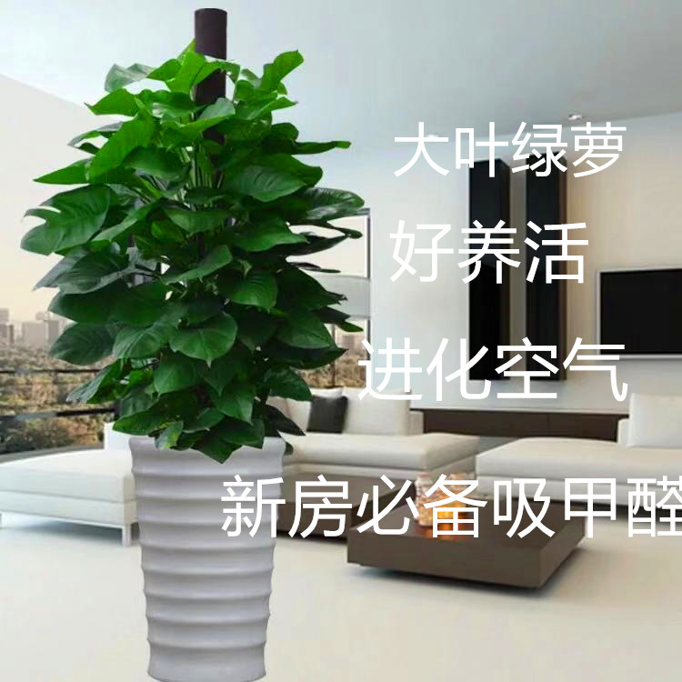 Columnar Big leaf green dill Potted plant indoor Clean air large Office Green plant Formaldehyde absorption Scindapsusin the Flower delivery/Flowers simulation/Plants gardening , Flowers/Potted plants (New) , Large plants/Potted finished composition category - from Buy2taobao.com to provide professional Taobao agent buy service