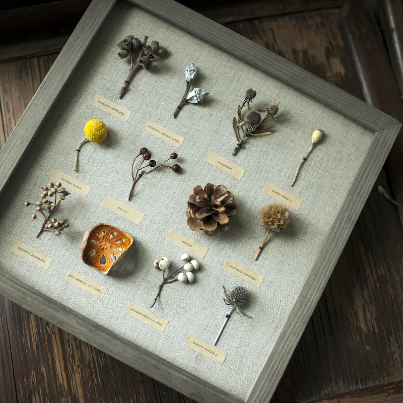 Original design customized Imported Botany Dried flowers Specimen box fruit Latin notes Decoration Home Furnishing giftin the Home accessories , Vase/Flower/Artificial flowers/Imitation jewelry , Dried flowers/Petal/Dried package/Dry twigs category - from Buy2taobao.com to provide professional Taobao agent buy service