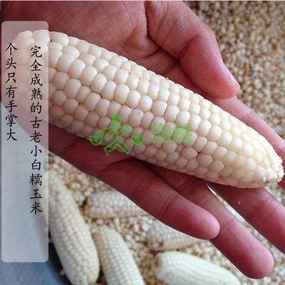 老品种白粘糯玉米粒苞米粗粮原生老种农家自留种散装五斤包邮