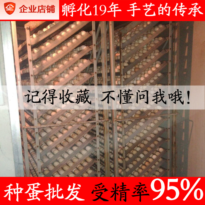 20枚包邮土鸡受精蛋新鲜种蛋可孵化小鸡农家散养纯种鸡苗芦花孵化在类目 水产肉类/新鲜蔬果/熟食, 蛋/蛋制品, 鲜活蛋类, 鸡蛋中 - 来自Buy2taobao.com提供专业的淘宝代购服务