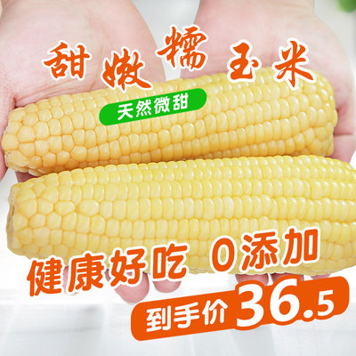 穗康糯玉米甜糯玉米棒有机黏玉米粘玉米新鲜真空小东北10支白