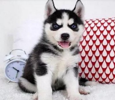 Thoroughbred Husky Cub Pet dog Living creatures large giant Alaska Malamute animal living thingin the Pet/Pet food and supplies , Pet Life Services , Pet Training category - from Buy2taobao.com to provide professional Taobao agent buy service