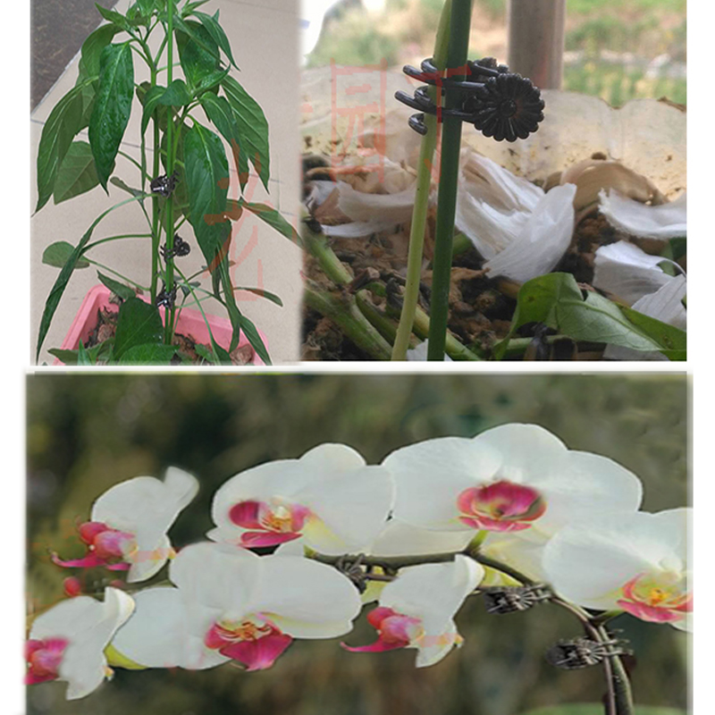 花夹子植物固定蝴蝶兰专用夹子花卉园艺工具塑料小夹子兰花花夹子在类目 鲜花速递/花卉仿真/绿植园艺, 园艺用品, 其它园艺用品中 - 来自Buy2taobao.com提供专业的淘宝代购服务