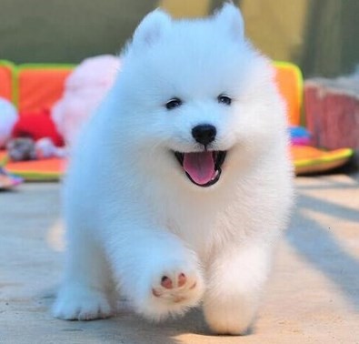 狗狗活幼体宠物幼犬真狗活物活犬纯种萨摩耶小狗动物活的宠物衣服在类目 电子词典/电纸书/文化用品, 印刷制品, 快递专用包装袋中 - 来自Buy2taobao.com提供专业的淘宝代购服务