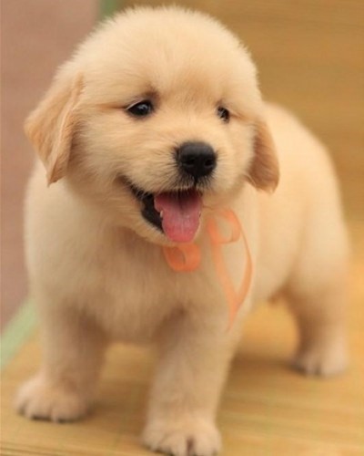 金毛幼犬活体大型纯种拉布拉多小狗动物活的买真狗金毛小型宠物狗在类目 电子词典/电纸书/文化用品, 印刷制品, 快递专用包装袋中 - 来自Buy2taobao.com提供专业的淘宝代购服务