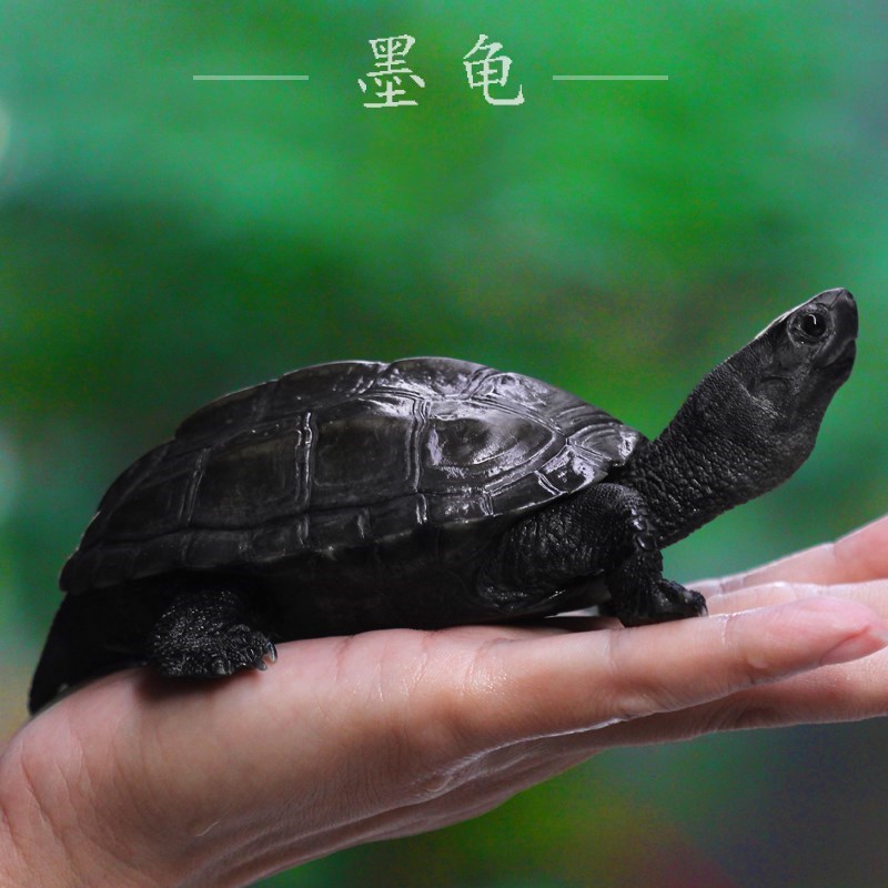 undefined1 Tortoises Living creatures China Tortoise Outside the pond Tortoise Longevity turtle Little Turtle Pets Terrapins Gold turtle Mexican turtleundefinedin the Pet/Pet food and supplies , Aqua World , Turtle/Turtle category - from Buy2taobao.com to provide professional Taobao agent buy service
