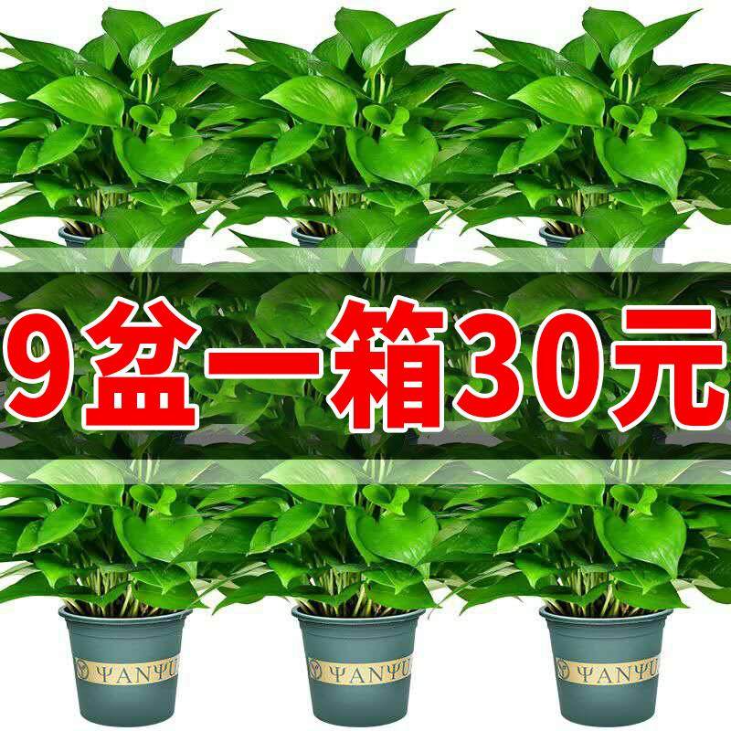 吊兰绿萝盆栽室内吸除甲醛长藤垂吊植物花卉办公室绿植好养大绿箩