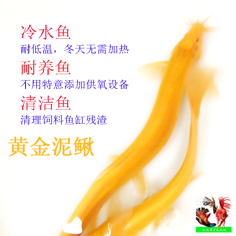 Lazy man gold Loach Rare Freshwater fish Coldwater living thing Small dragon Hongni Lucky Fish Tolerance to lifein the Pet/Pet food and supplies , Aqua World , Fish category - from Buy2taobao.com to provide professional Taobao agent buy service