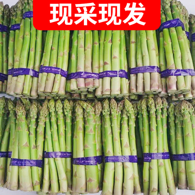 刘保真新鲜绿芦笋3斤装脆嫩农家自产现采龙须菜去白根卢笋尝鲜款