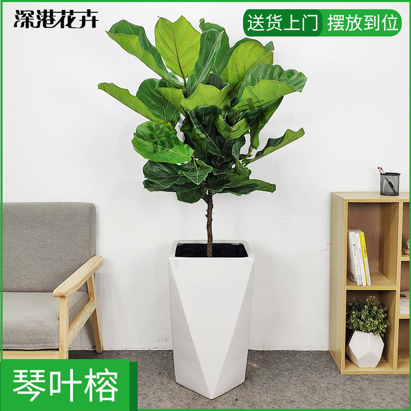 琴叶榕盆栽室内盆栽大型客厅大叶植物树办公室深圳绿植到家在类目 鲜花速递/花卉仿真/绿植园艺, 花卉/绿植盆栽(新), 大型绿植/成品组合盆栽中 - 来自Buy2taobao.com提供专业的淘宝代购服务