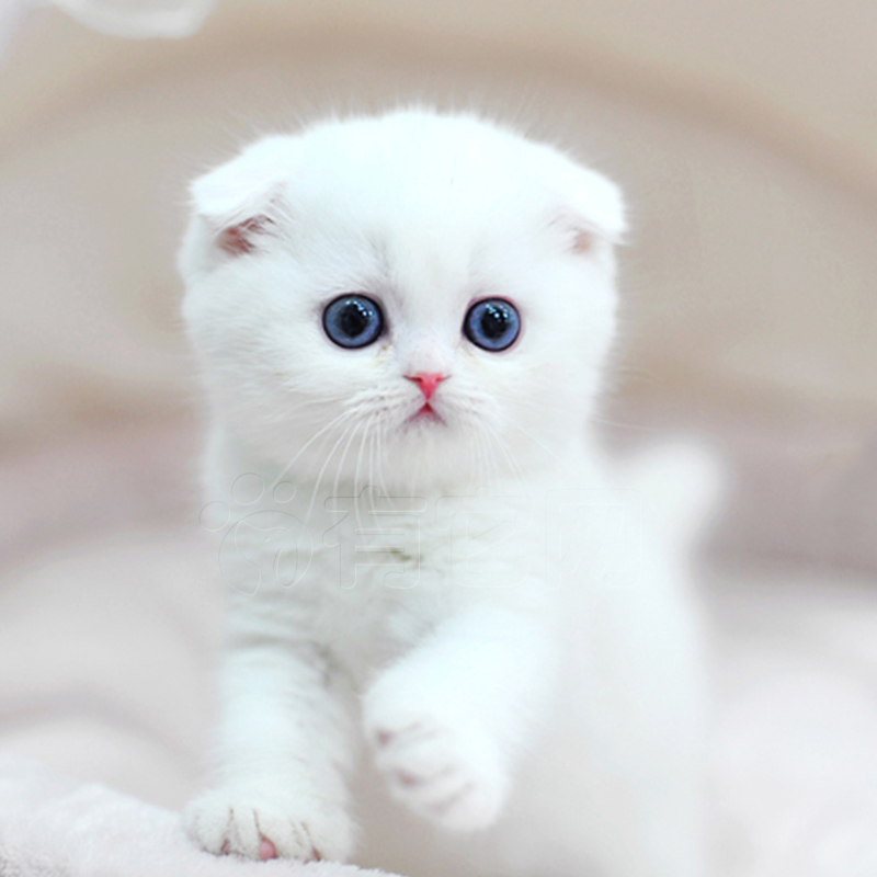 Pet cat Cub lovely small-scale British Blue Cat Short Gradient Bluish white Kittens living thing Thoroughbred Steamed face Fold catsin the Pet/Pet food and supplies , Pet Life Services , Pet Training category - from Buy2taobao.com to provide professional Taobao agent buy service