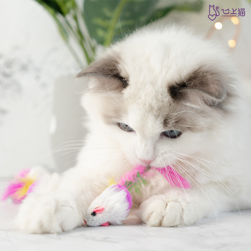 心上猫 猫咪小玩具羽毛小老鼠兔皮毛绒耗子逗猫玩具网红猫用品|msdalam kategori haiwan peliharaan/makanan haiwan dan bekalan, Cat/Mainan anjing, mainan lain - dari Buy2taobao.com untuk memberikan perkhidmatan ejen Taobao profesional membeli