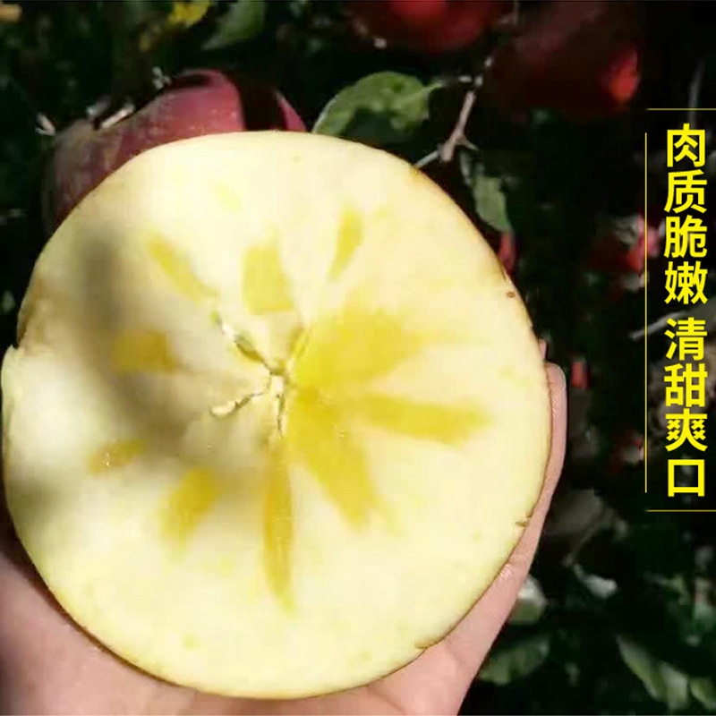 带箱10斤装云南昭绍邵召通丑苹果新鲜孕妇水果冰糖包邮现摘|ruв категории водной мясо/свежие фрукты и овощи/еда, свежие фрукты, яблоко - от Buy2taobao.com для оказания профессиональной услуги покупки агента Taobao