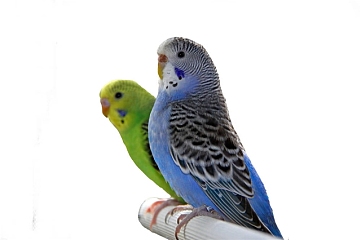 虎皮新款鹦鹉 正规厂家证件齐全包教会说话小鸟|msdalam kategori haiwan peliharaan/makanan haiwan dan bekalan, Burung dan bekalan, burung - dari Buy2taobao.com untuk memberikan perkhidmatan ejen Taobao profesional membeli