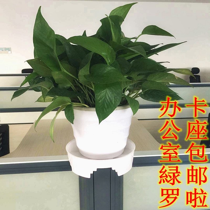 办公室卡座放置绿萝架隔板卡位专用花托隔断隔板植物盆栽托盘花架在类目 鲜花速递/花卉仿真/绿植园艺, 园艺用品, 花托/移动托盘中 - 来自Buy2taobao.com提供专业的淘宝代购服务