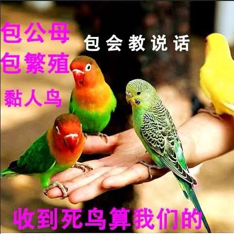 鹦鹉活体鸟小鸟活体宠物鸟爱情鸟活体下蛋鸟繁殖种鸟一对包邮在类目 宠物/宠物食品及用品, 鸟类及用品, 鸟中 - 来自Buy2taobao.com提供专业的淘宝代购服务