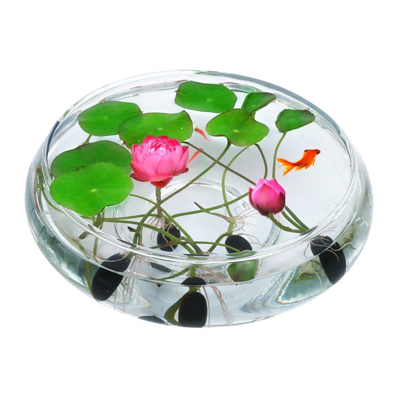 碗莲水培植物四季室内盆栽小型水养莲花睡莲花种子水生荷花种籽|ruв категории доставка цветов/цветок моделирования/растения садоводства, цветок/овощи и фрукты/газон семян (новая), домашнее садоводство семян - от Buy2taobao.com для оказания профессиональной услуги покупки агента Taobao