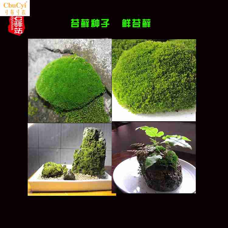 假山草苔藓種子孢子盆景青苔上水石吸水石鮮苔藓微景觀造景在類目 鮮花速遞/花卉仿真/綠植園藝, 園藝用品, 其它園藝用品中 - 來自Buy2taobao.com提供專業的淘寶代購服務