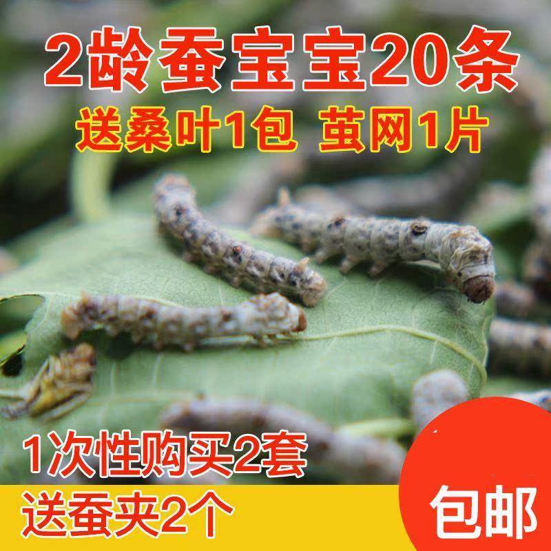 Mulberry Watkins silkworm Silkworm trumpet student colour white golden Colorful Silkworm cocoonin the Pet/Pet food and supplies , Reptile/Insects and supplies Ming , Silkworm category - from Buy2taobao.com to provide professional Taobao agent buy service