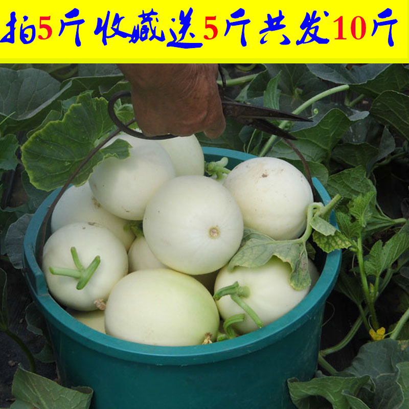 现摘陕西阎良甜瓜应季孕妇水果新鲜10斤非香瓜哈蜜瓜羊角蜜绿宝.在类目 水产肉类/新鲜蔬果/熟食, 新鲜水果, 哈密瓜中 - 来自Buy2taobao.com提供专业的淘宝代购服务
