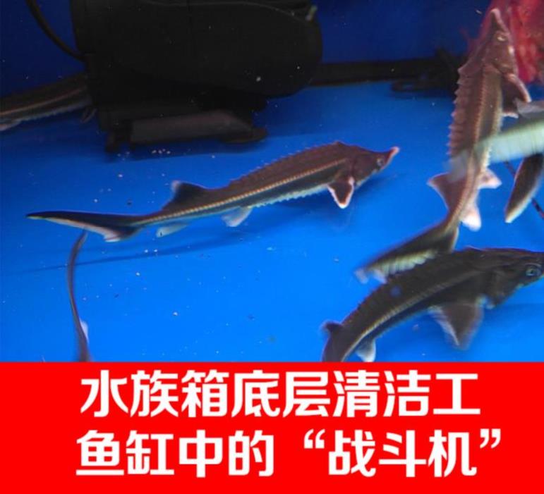 观赏锦鲤吃粪的清道夫鱼淡水小型清洁鱼鱼苗冷水吃垃圾除藻红绿灯在类目 宠物/宠物食品及用品, 水族世界, 鱼中 - 来自Buy2taobao.com提供专业的淘宝代购服务