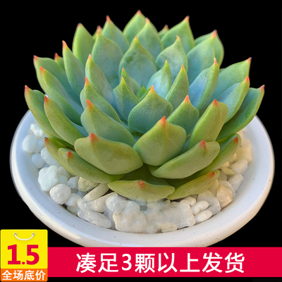 悟花肉多肉植物组合盆栽办公室内花卉绿植超萌含盆带土种好发货