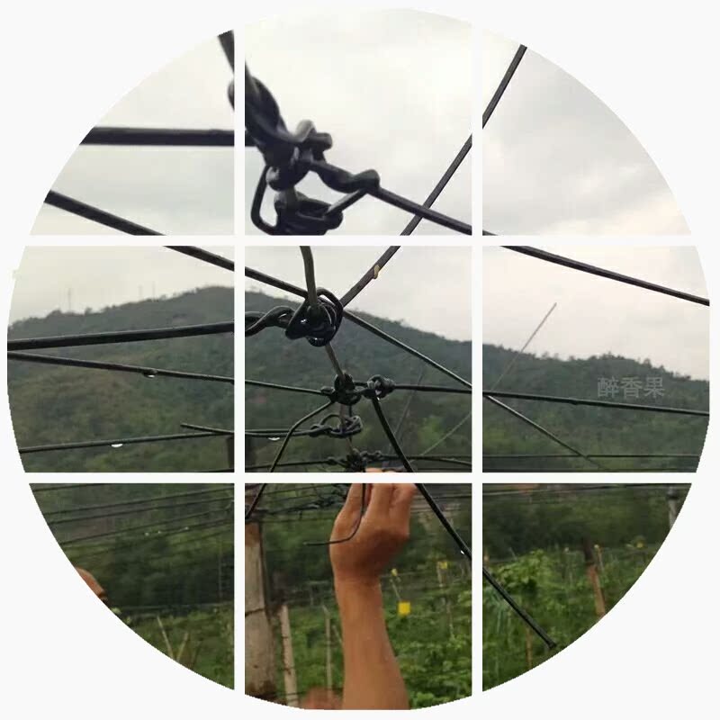 高强度塑钢线 压膜线托幕线大棚线 百香果葡萄搭架子爬藤园艺专用|msdalam kategori penghantaran bunga/bunga simulasi/tumbuhan berkebun, Gardening Supplies, Peralatan Perkebunan lain - dari Buy2taobao.com untuk memberikan perkhidmatan ejen Taobao profesional membeli