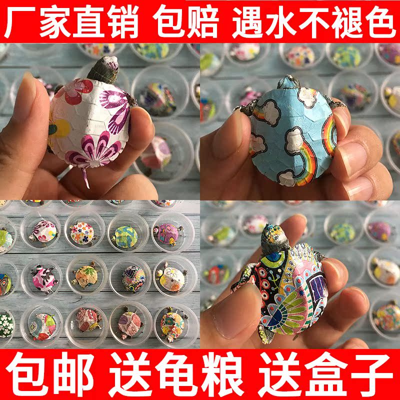 龟/鳖小乌龟小型彩绘老鳖一对活物王八动物观赏水龟七彩色陆地在类目 宠物/宠物食品及用品, 水族世界, 龟/鳖中 - 来自Buy2taobao.com提供专业的淘宝代购服务