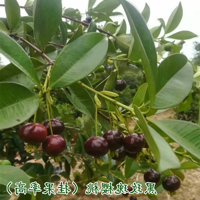 黑玫瑰樱桃树苗 30-40cm 樱桃果 新鲜水果广西 盆栽 真苗花卉|msdalam kategori daging perikanan/Buah-buahan segar dan sayur-sayuran/dimasak, buah-buahan segar, ceri/ceri - dari Buy2taobao.com untuk memberikan perkhidmatan ejen Taobao profesional membeli