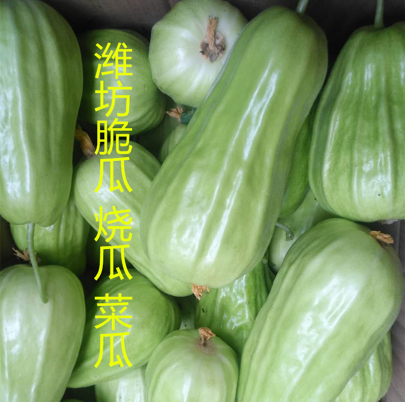 潍坊脆瓜 菜瓜 新鲜水果 烧瓜水果带箱4斤在类目 水产肉类/新鲜蔬果/熟食, 新鲜水果, 其它中 - 来自Buy2taobao.com提供专业的淘宝代购服务