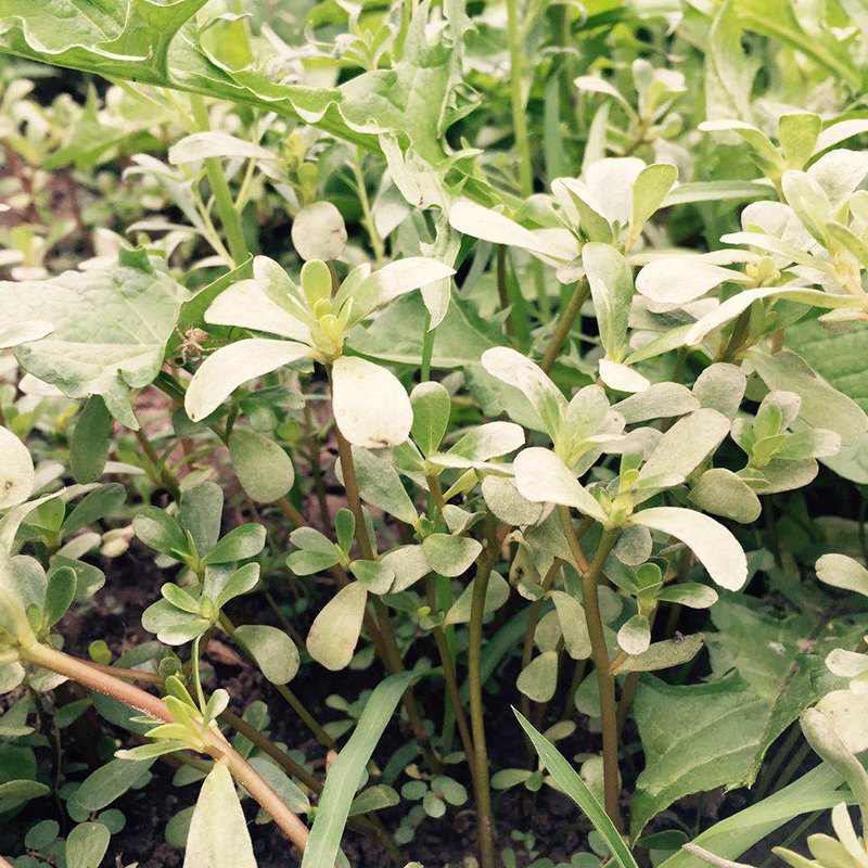 现摘马齿苋菜带箱2斤   新鲜野菜马齿笕 现挖现发 包邮|msdalam kategori daging perikanan/Buah-buahan segar dan sayur-sayuran/dimasak, sayur-sayuran segar/Vegetable Products, sayur-sayuran segar, lain - dari Buy2taobao.com untuk memberikan perkhidmatan ejen Taobao profesional membeli