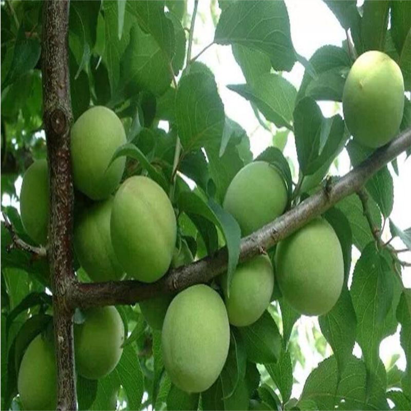 新鲜水果青梅果带箱5斤现摘酸爽树上梅果酿泡梅子酒原料现摘现发|msdalam kategori daging perikanan/Buah-buahan segar dan sayur-sayuran/dimasak, buah-buahan segar, lain - dari Buy2taobao.com untuk memberikan perkhidmatan ejen Taobao profesional membeli