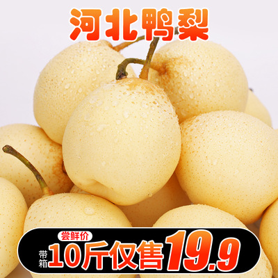 梨子鸭梨梨子新鲜10斤砀山梨皇冠梨香梨翠冠梨当季水果新鲜雪梨5