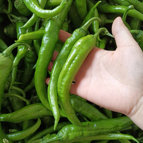 湖南特产新鲜蔬菜软皮青辣椒带箱5斤|ruв категории водной мясо/свежие фрукты и овощи/еда, свежие овощи/овощной продукции, свежие овощи, другие - от Buy2taobao.com для оказания профессиональной услуги покупки агента Taobao
