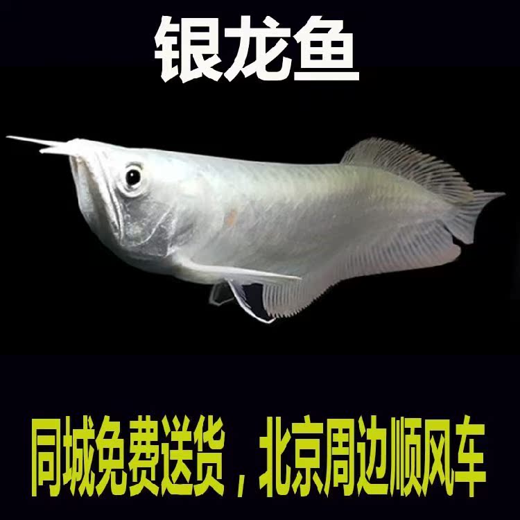 银龙鱼活体观赏鱼大型鱼宠物鱼淡水鱼风水鱼发财鱼招财鱼银龙鱼|ruв категории животное/Животное питание и принадлежностей, аквариум мира, рыба - от Buy2taobao.com для оказания профессиональной услуги покупки агента Taobao
