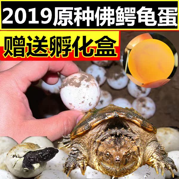 2019纯种佛鳄龟蛋暴刺纯种佛鳄龟原种原生佛鳄龟乌龟受精蛋|msdalam kategori haiwan peliharaan/makanan haiwan dan bekalan, Aquarium World, penyu/penyu - dari Buy2taobao.com untuk memberikan perkhidmatan ejen Taobao profesional membeli
