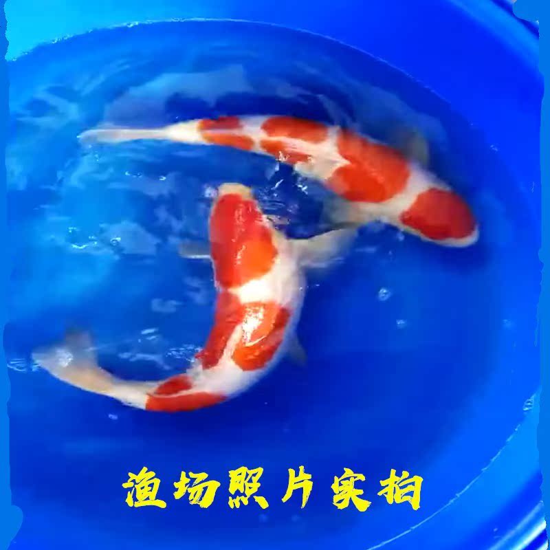 锦鲤鱼活体纯种进口鱼苗大红白昭和巨型观赏招财鱼日本锦鲤鱼大型|msdalam kategori haiwan peliharaan/makanan haiwan dan bekalan, Aquarium World, ikan - dari Buy2taobao.com untuk memberikan perkhidmatan ejen Taobao profesional membeli