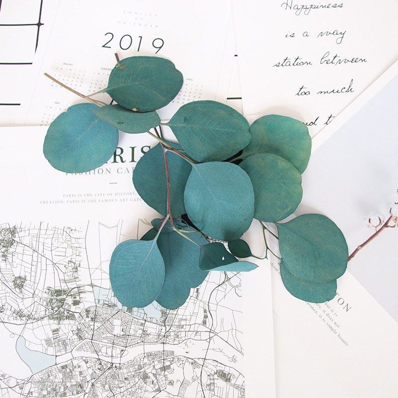 美沐儿手工蜡烛diy干花绿叶花材DIY香薰蜡牌装饰圆叶尤加利永生花|ruв категории Домашний быт, ваза/цветок/искусственные цветы/моделирование украшения, сушеные цветы/лепесток/сушеные цветы пакет/сухие ветки - от Buy2taobao.com для оказания профессиональной услуги покупки агента Taobao