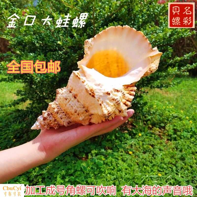 天然大海螺金口大蛙螺石号螺贝壳大法螺号角螺居家摆件/礼品收藏|msdalam kategori Aksesori rumah, barang kemas kreatif, Conch/Shell/Coral - dari Buy2taobao.com untuk memberikan perkhidmatan ejen Taobao profesional membeli