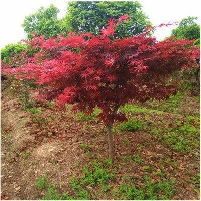 红枫树苗00 日本红枫中国红枫黄金枫羽毛枫红枫盆栽盆景绿化苗在类目 鲜花速递/花卉仿真/绿植园艺, 花卉/绿植盆栽(新), 绿植中 - 来自Buy2taobao.com提供专业的淘宝代购服务
