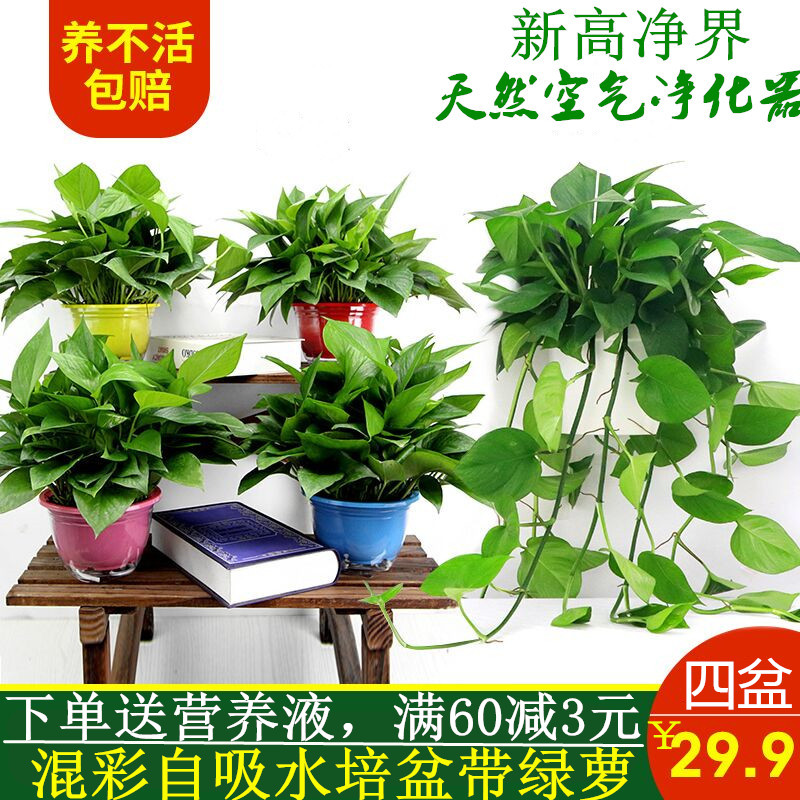 丛卉绿萝盆栽室内水培吊兰吸除甲醛绿植花卉长藤储水大叶绿箩植物|msdalam kategori penghantaran bunga/bunga simulasi/tumbuhan berkebun, bunga/Tumbuh-tumbuhan tumbuh-tumbuhan pasu (baru), tumbuh-tumbuhan hijau - dari Buy2taobao.com untuk memberikan perkhidmatan ejen Taobao profesional membeli