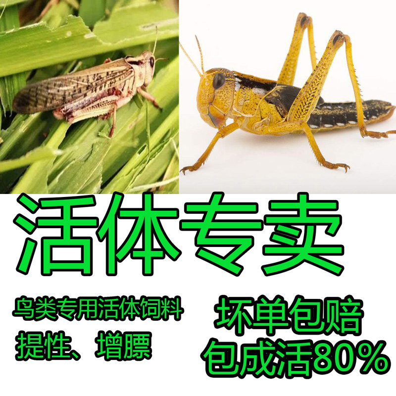 蚂蚱新鲜活体虫活虫野生活体鸟龙鱼乌龟宠物营养饲料幼虫成虫活体在类目 宠物/宠物食品及用品, 爬虫/鸣虫及其用品, 爬虫/鸣虫食物中 - 来自Buy2taobao.com提供专业的淘宝代购服务