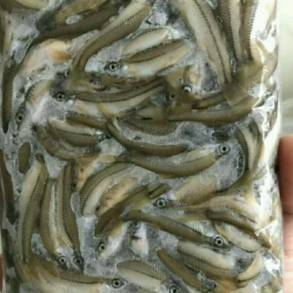 麥穗魚現打撈活體現凍魚
龍虎魟魚飼料魚淨壹斤壹袋
體長3-6厘米在類目 寵物/寵物食品及用品, 水族世界, 魚中 - 來自Buy2taobao.com提供專業的淘寶代購服務