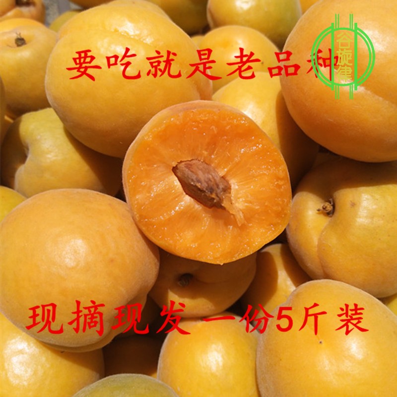 山東沂蒙山 黃杏酸甜當季孕婦新鮮水果杏子農家現摘帶箱5斤包郵在類目 水產肉類/新鮮蔬果/熟食, 新鮮水果, 其它中 - 來自Buy2taobao.com提供專業的淘寶代購服務
