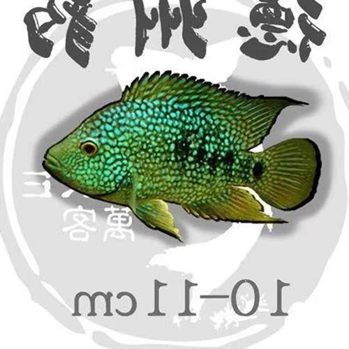 面鱼赏鱼热带鱼红中大型淡水观尾鱼苗玉石鱼蓝宝|ruв категории животное/Животное питание и принадлежностей, аквариум мира, рыба - от Buy2taobao.com для оказания профессиональной услуги покупки агента Taobao
