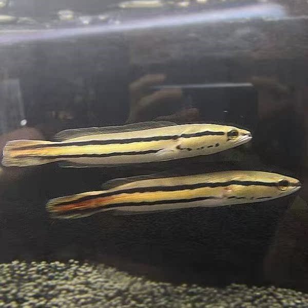 大鱼多曼鱼虎红线鳢经典大型猛混养鱼观赏热带鱼包活体观赏鱼|ruв категории животное/Животное питание и принадлежностей, аквариум мира, рыба - от Buy2taobao.com для оказания профессиональной услуги покупки агента Taobao