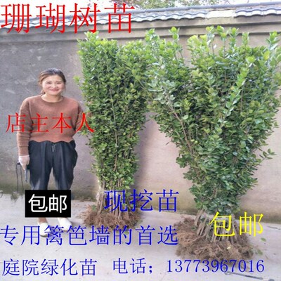 法国冬青北海道苗篱笆围墙苗四季常青庭院绿化大叶冬青苗珊瑚树苗