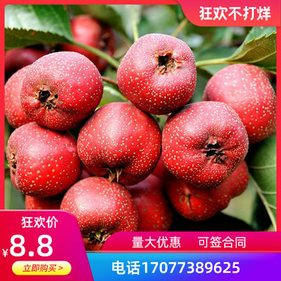 无籽山楂树苗 山楂大果嫁接苗 南方北方种植 当年结果 山楂苗