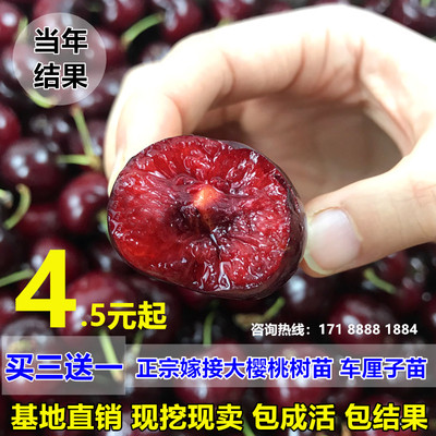 车厘子树苗嫁接樱桃苗盆栽地栽大樱桃树苗南北方种植果树当年结果